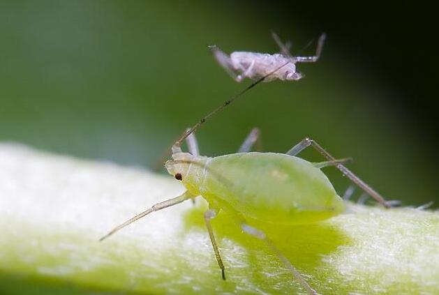 可恶的害虫系列––––刺吸式口器害虫