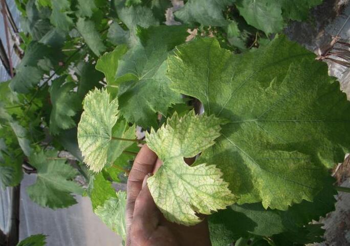 葡萄各时期植保节点