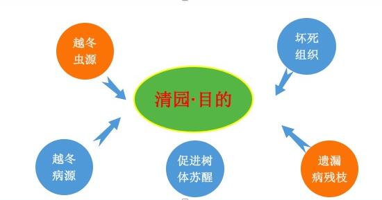 苹果的价值与发展史?苹果清园的目的与注意事项