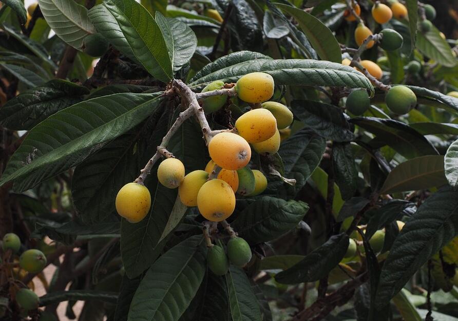 种植枇杷如何防治害虫？看看综合防治法