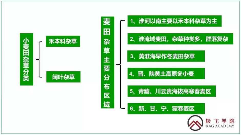 小麦杂草类型介绍