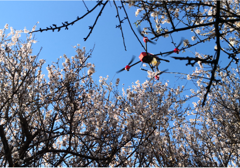 saving bees with drones: how xag harnesses “electronic bees” to fight against pollination crisis?