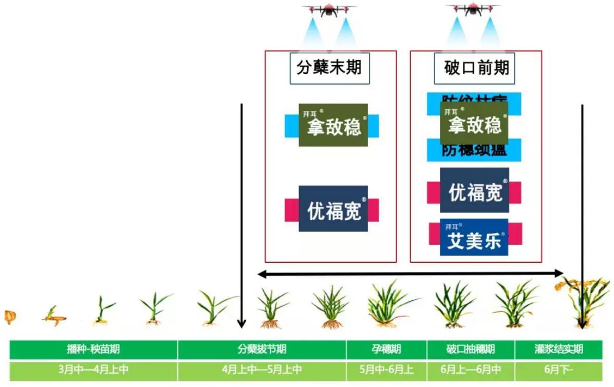 早稻病虫害防治技术要点