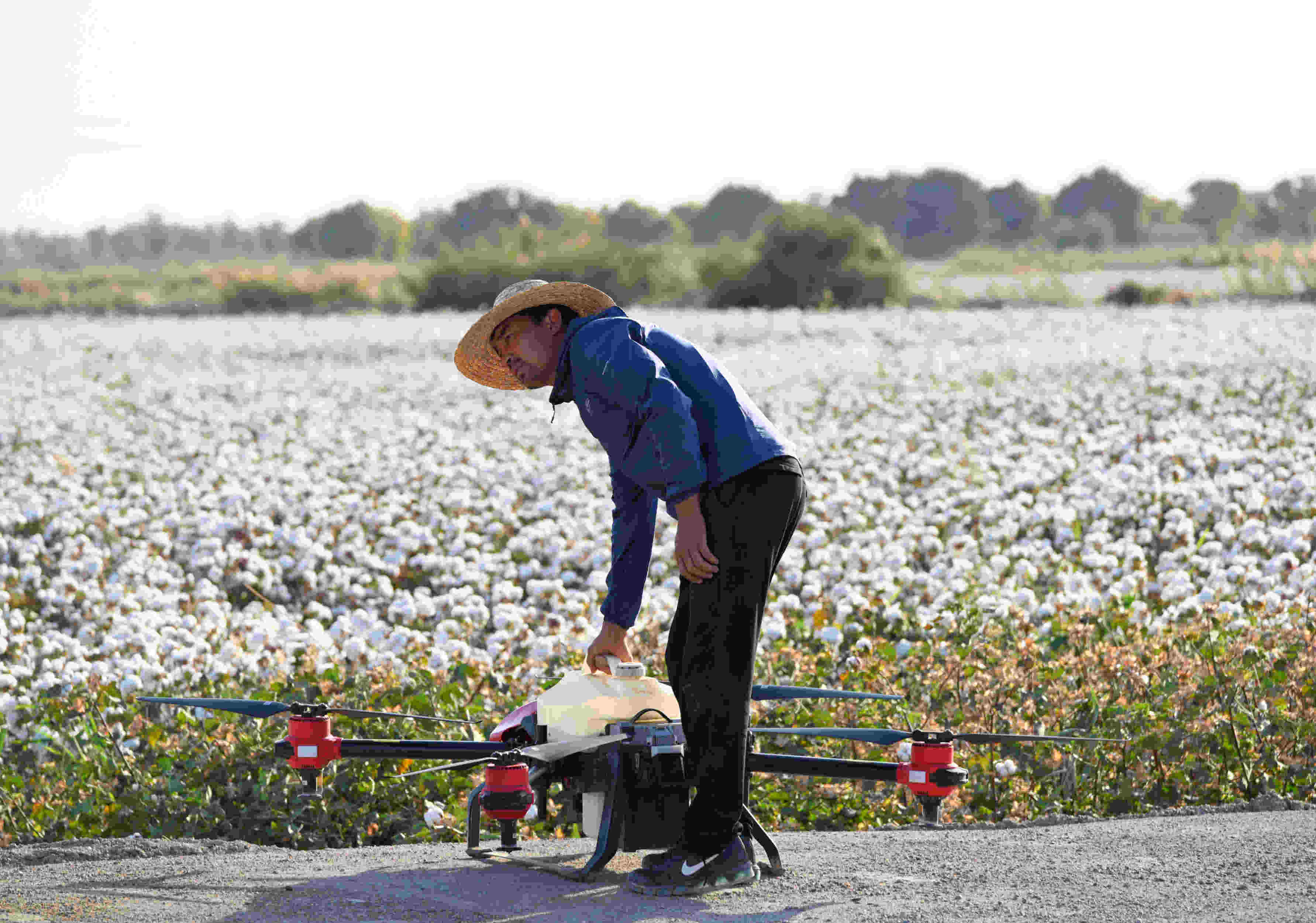 xag drone fleets take off for large-scale cotton defoliation operation in xinjiang