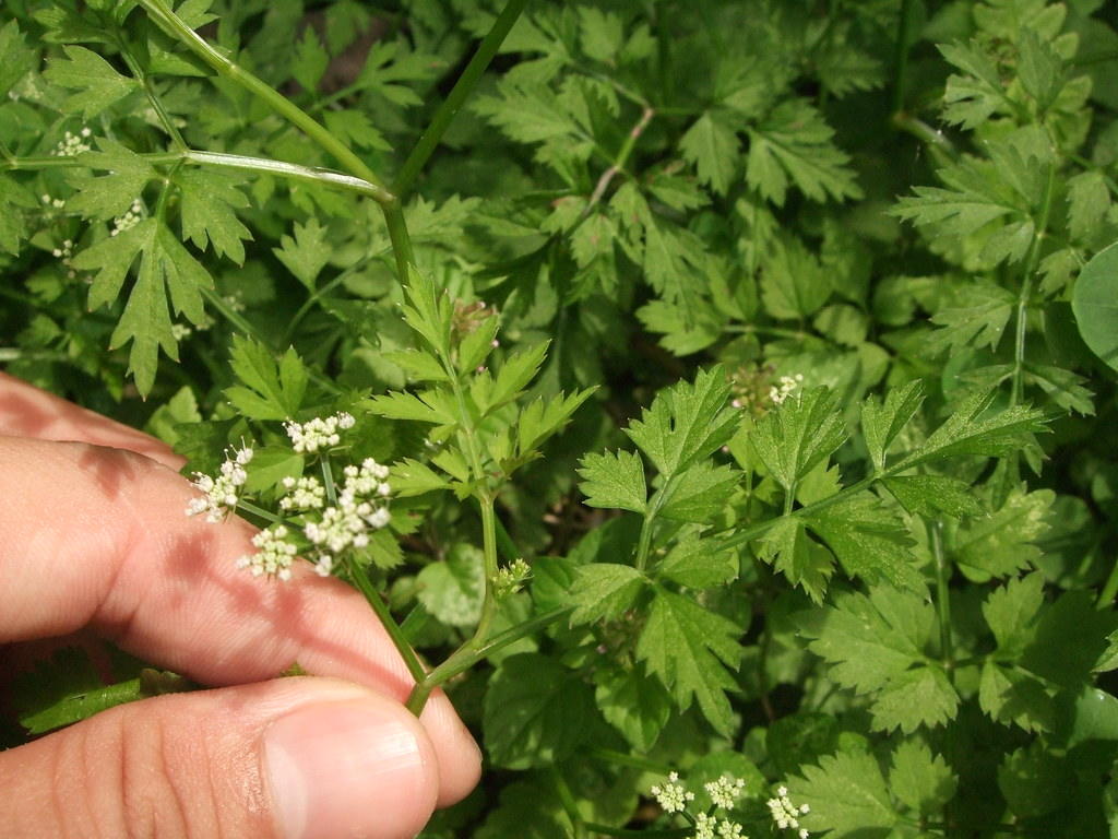 芹菜菌核病的病症以及防治方法