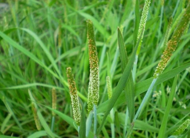 小麦飞防 | 杂草识别与除草攻略