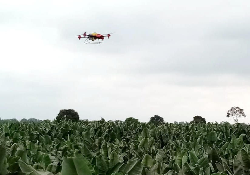 better bananas, different origins: xag drones taking off worldwide to build crop diversity