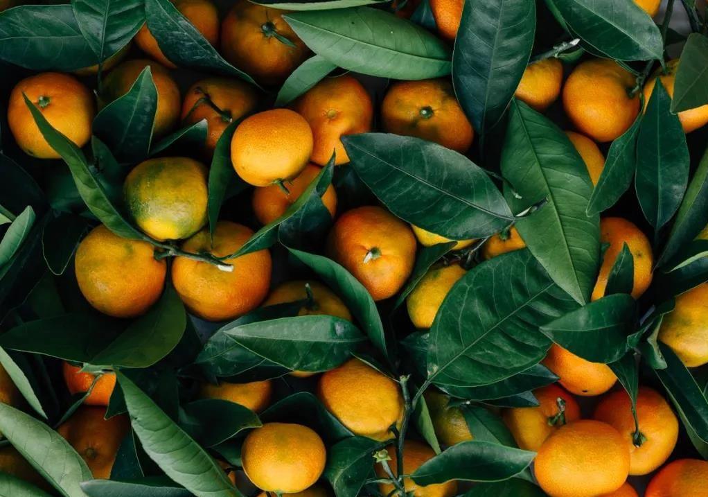 sweet japanese mandarin orange ready to grow with robots