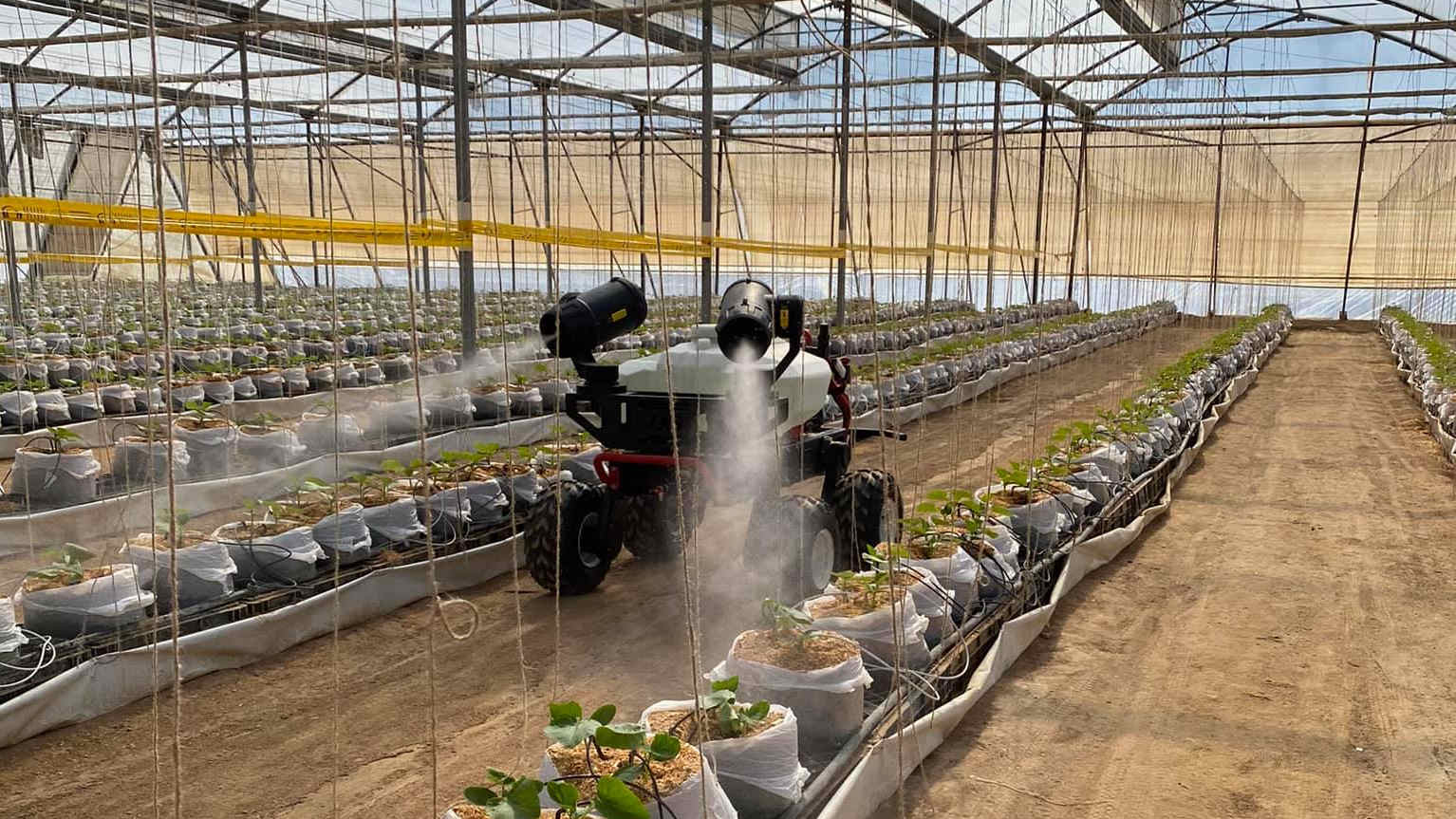 not enough workers: robot on-deck to care for cucumbers in australian greenhouse 