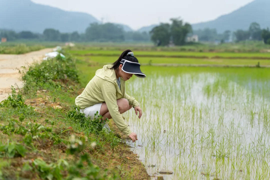 she power innovation: switch over to ai-driven rice farming