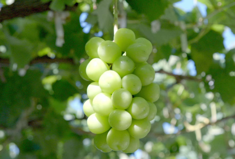 japan aroma bombs: the most expensive grapes?