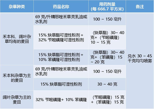 小麦田杂草防除技术