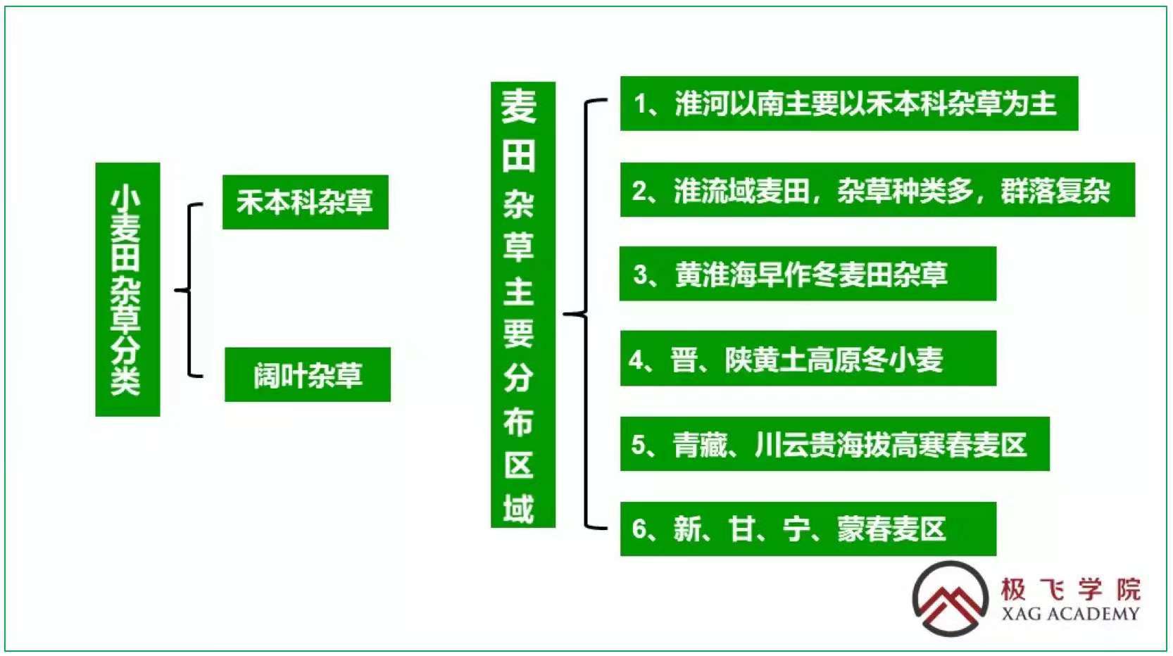 小麦杂草类型