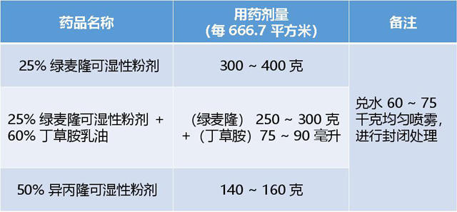 小麦田杂草防除技术