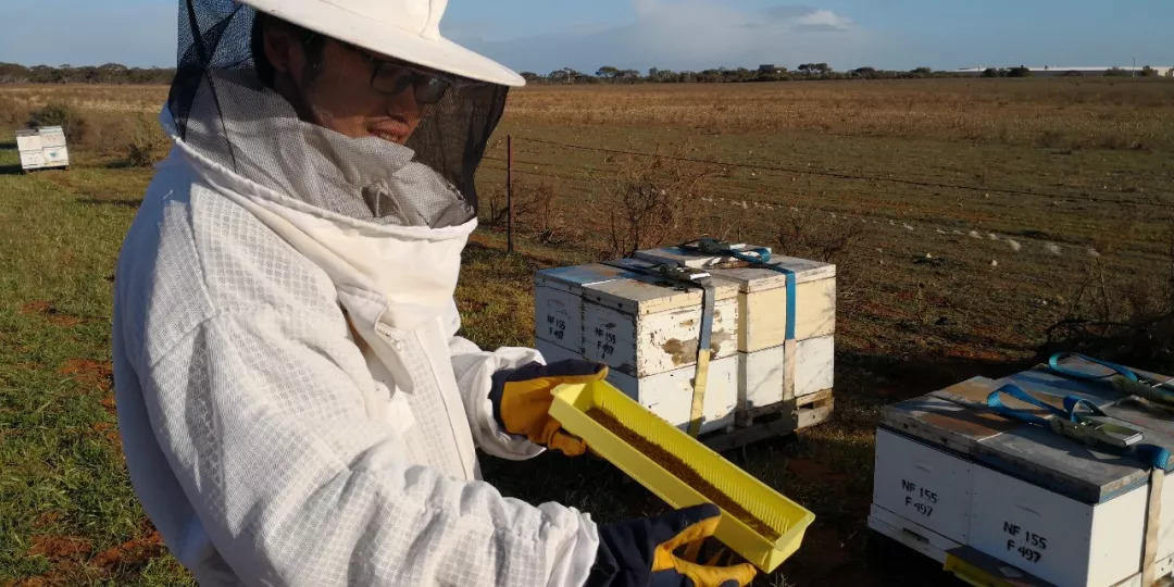 mickey wang is collecting pollen for drone pollination