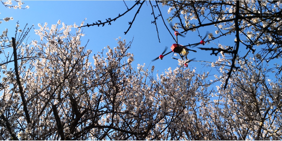 xag p series uas spraying pollen liquid to fruit trees