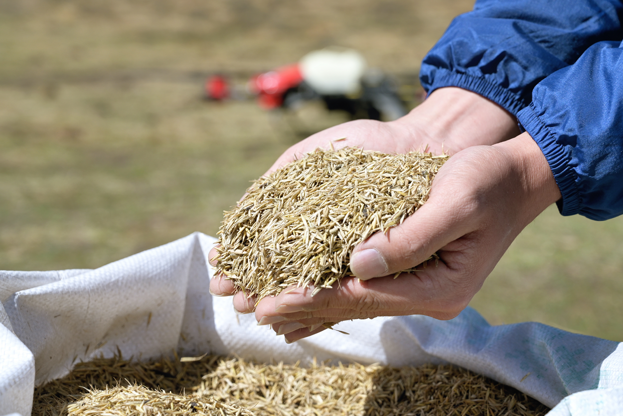 spreading grass seed