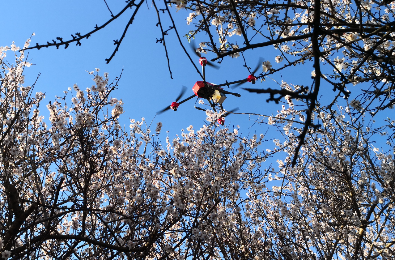 almond pollination by drone