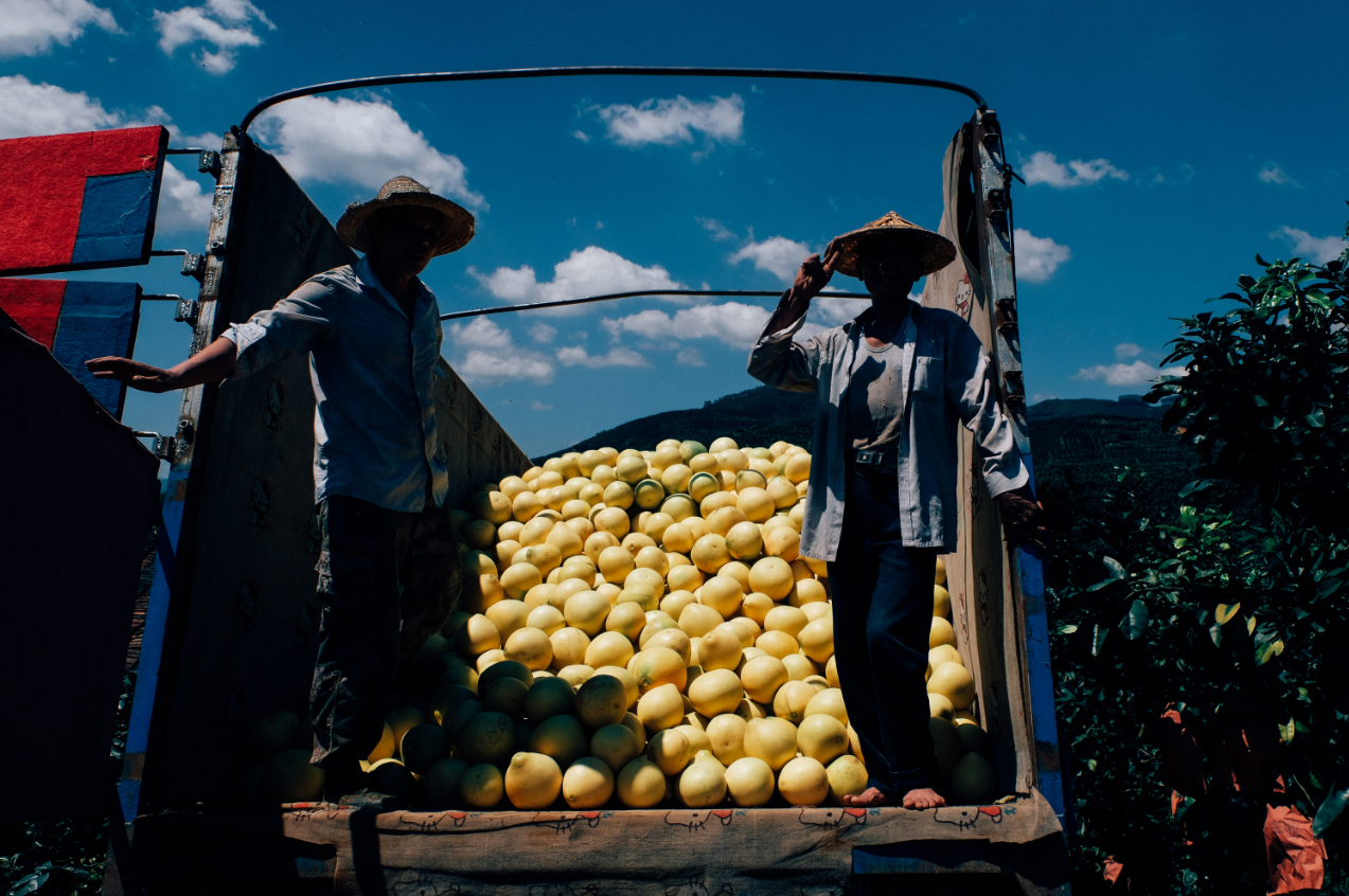 pomelo transportation 