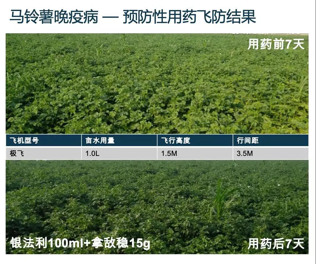 马铃薯晚疫病飞防效果