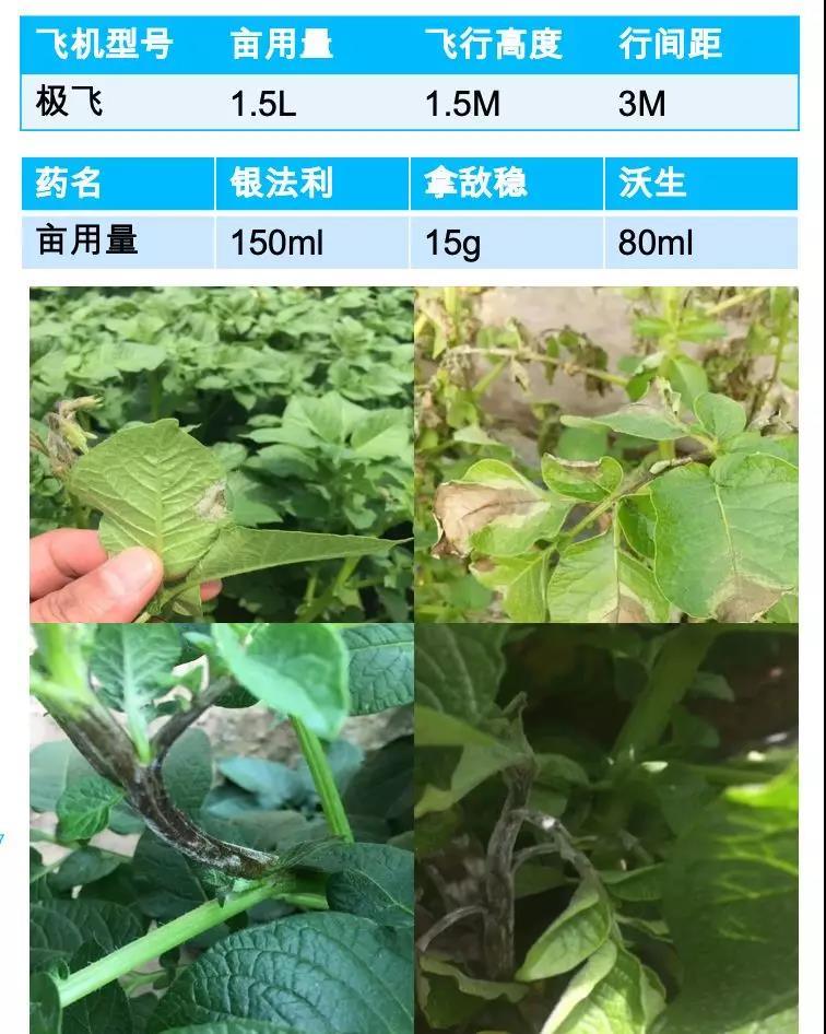 马铃薯晚疫病植保无人机飞防及用药