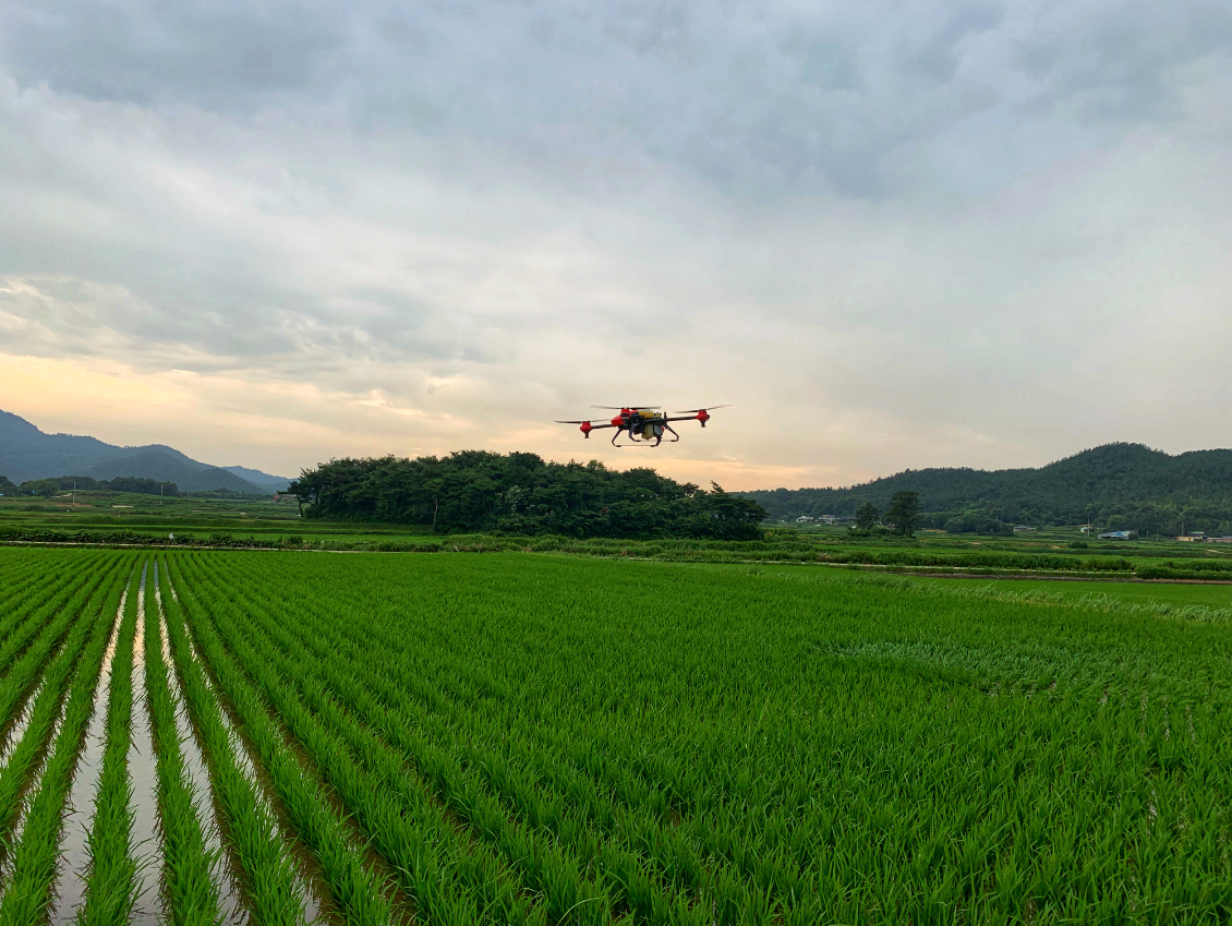 xag’s p series drone spraying nutrient on rice paddy in south korea