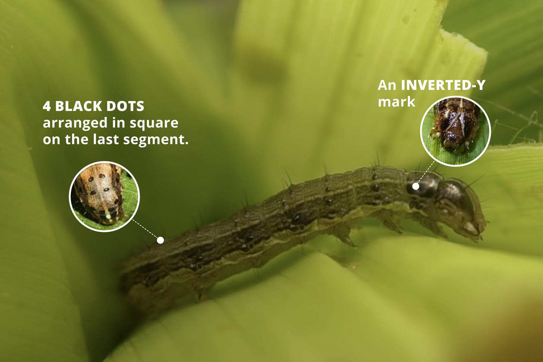 how to identify fall armyworm