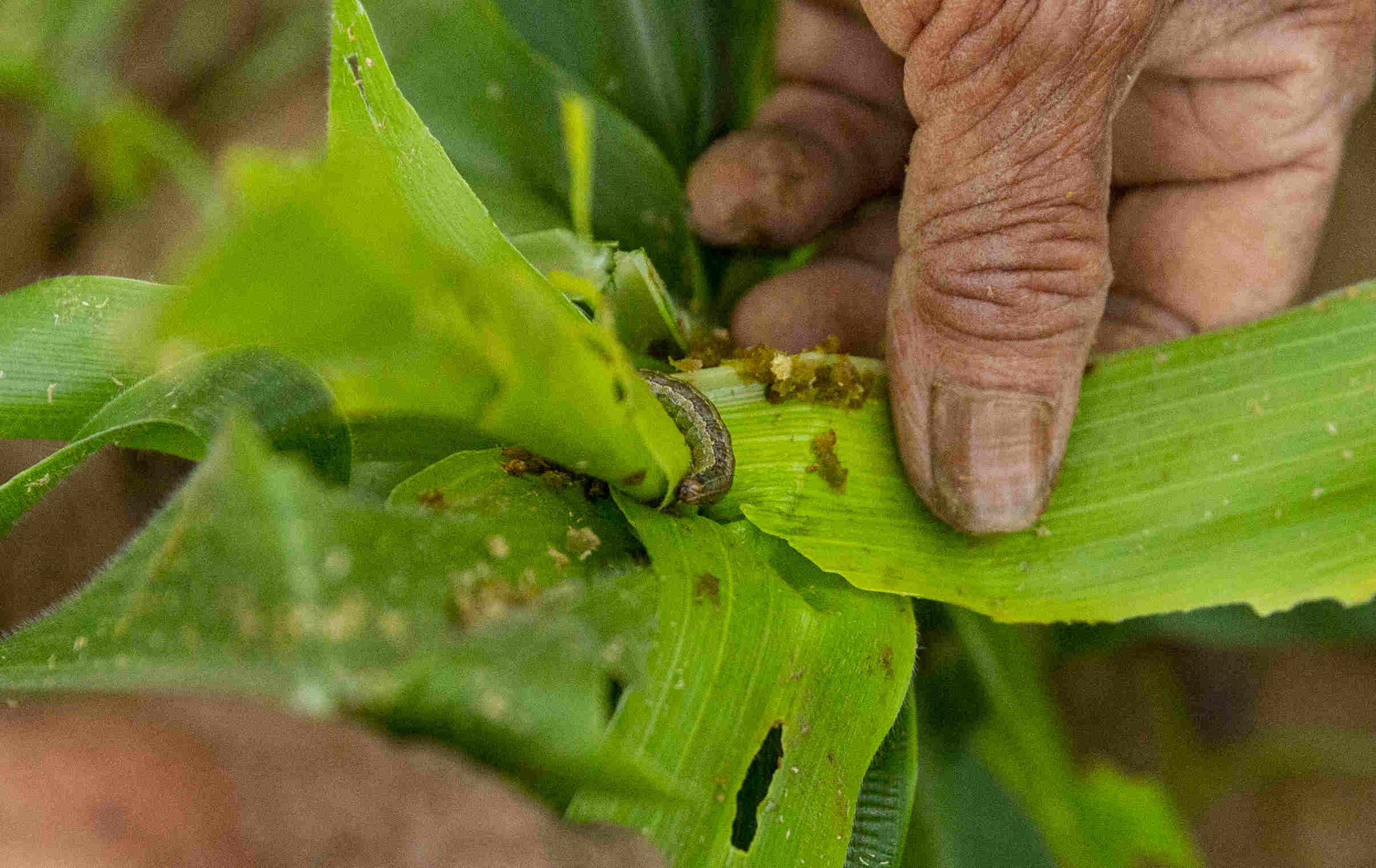 maize infested with fall armyworm