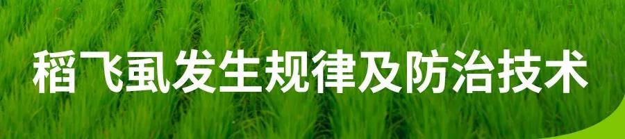 稻飞虱发生规律及防治技术