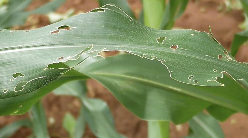 maize damage by fall armyworm