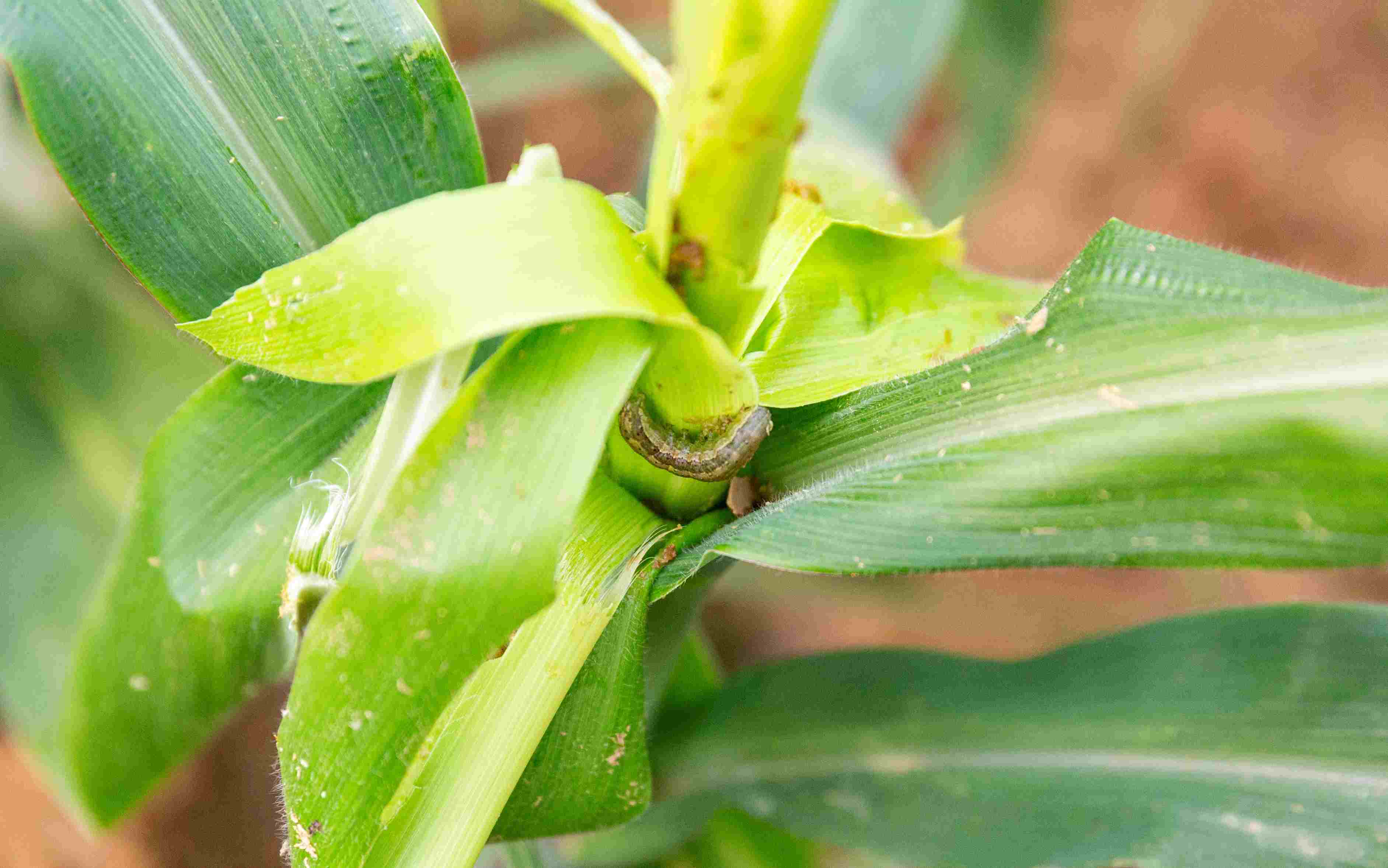 fall armyworm 