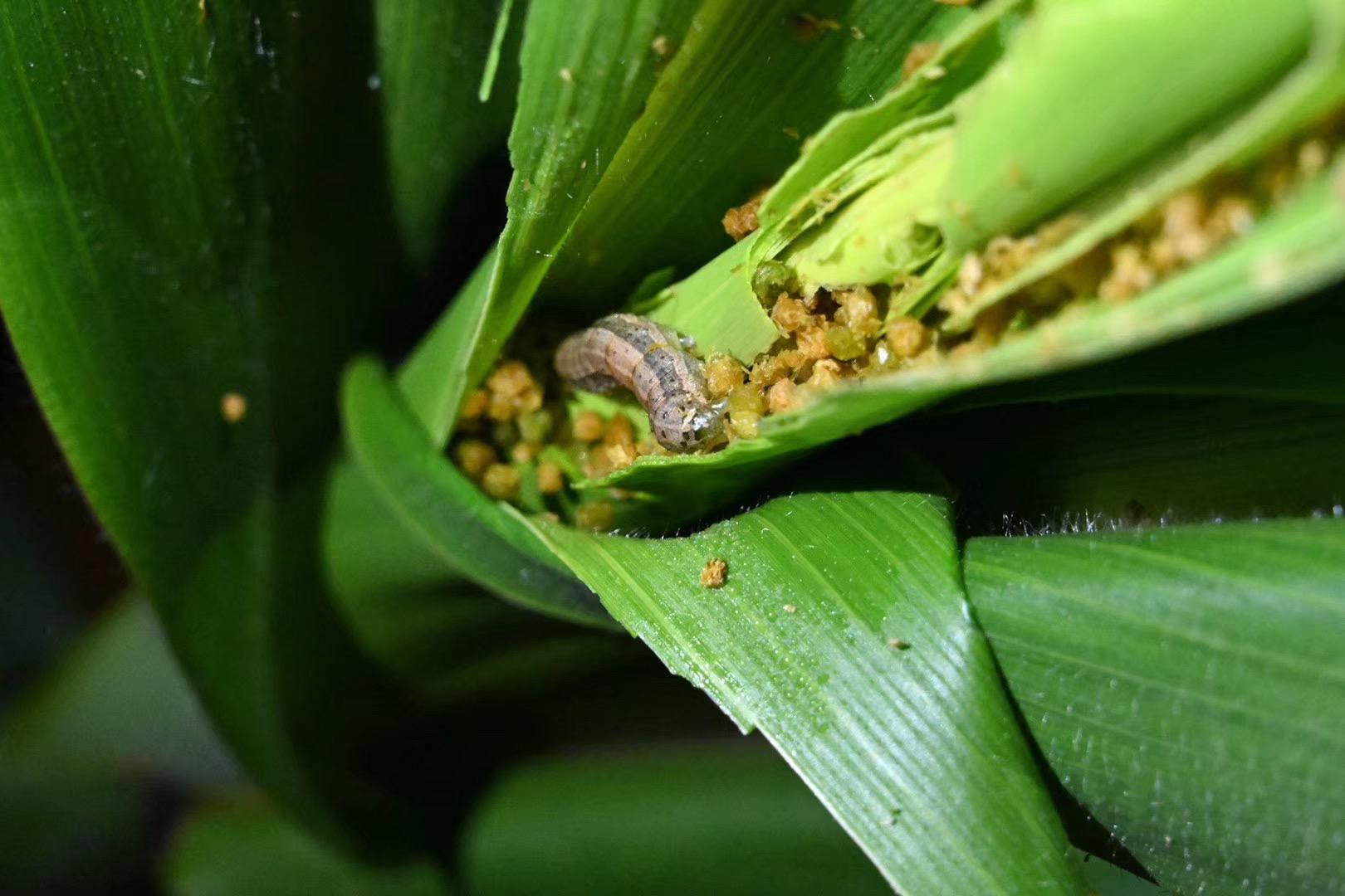 fall armyworm