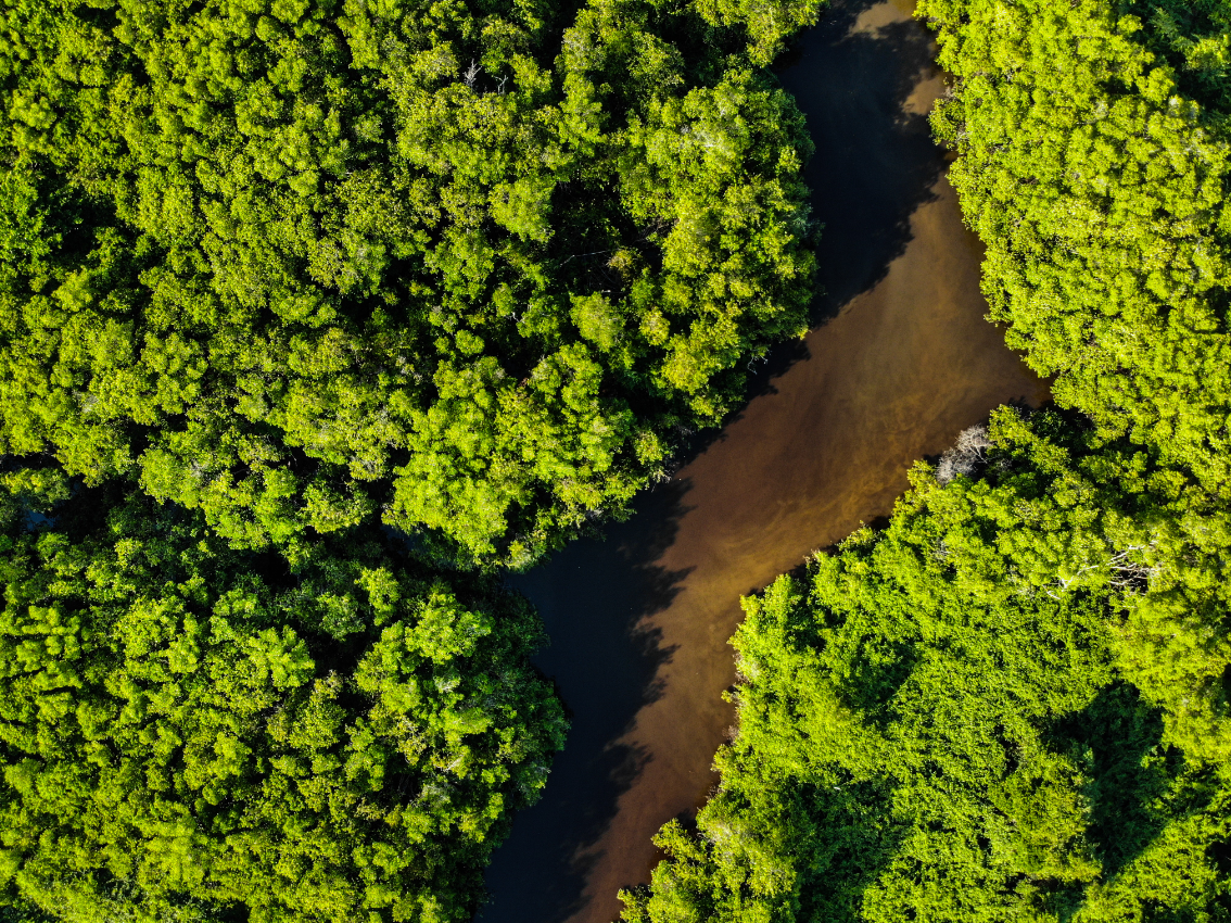 forest preservation