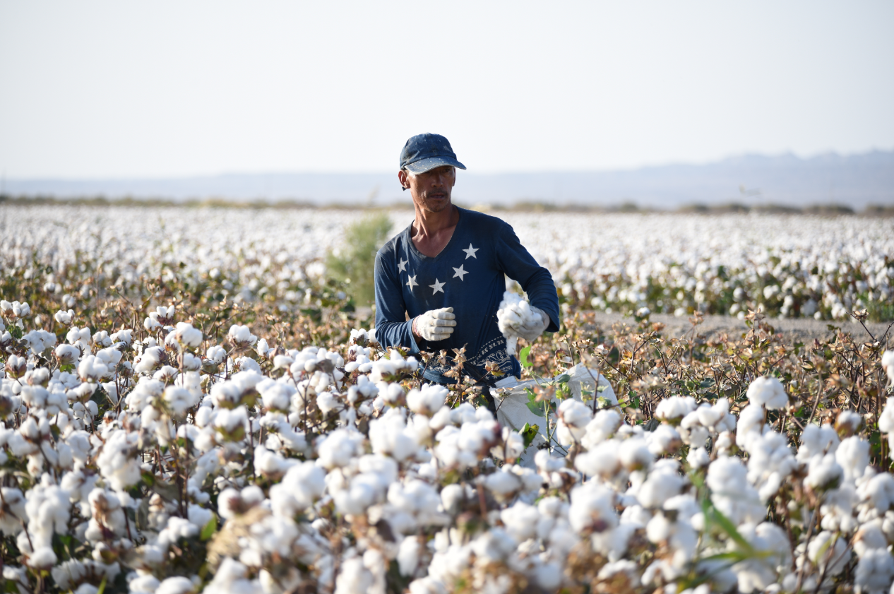 cotton hand picking