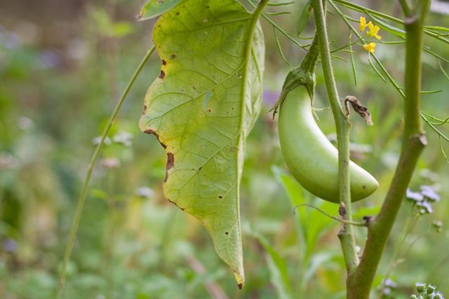 tree-nature-branch-plant-fruit-sunlight-815804-pxhere.com.jpg