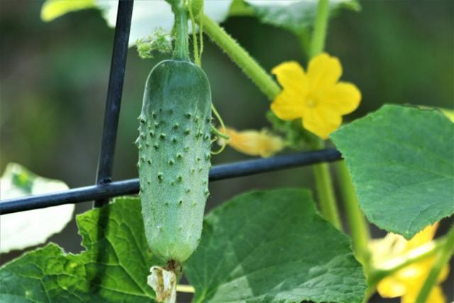 cucumber-vine-on-garden-fence.jpg