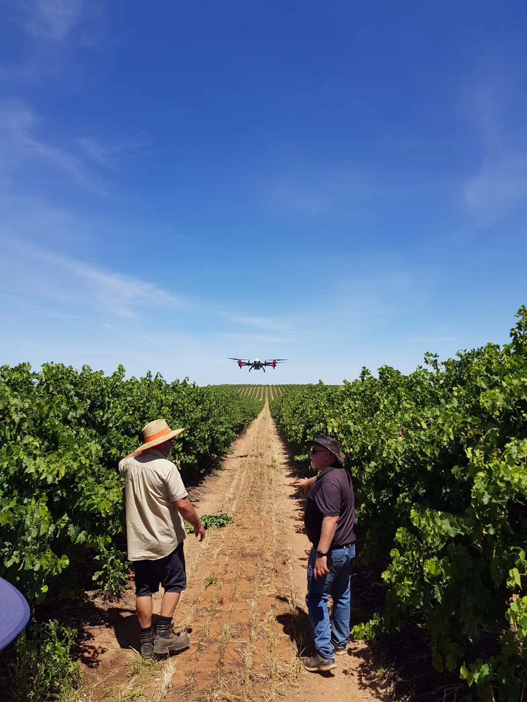 south australian vineyard