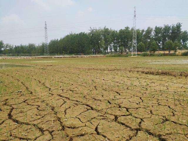 水稻播种对比