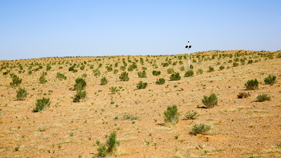 electronic scarecrow monitoring tree growth