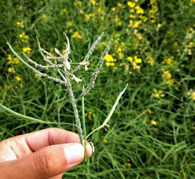 感染植株