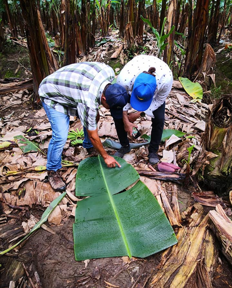 farmers checking leaf sample after drone spraying test