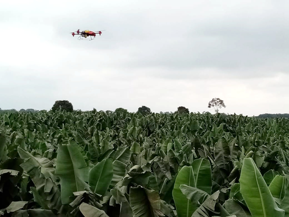 drone working in banana plantation in ecuador