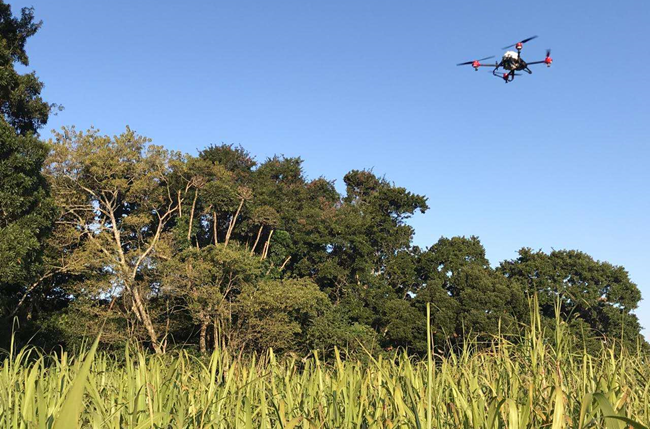 xag drone flew at a fixed height above the sugarcane fields   