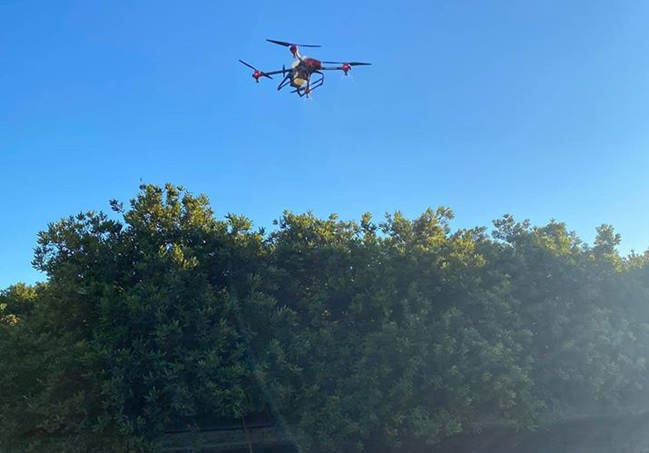 macadamia tree spraying trials for uses of fertiliser and fungicides