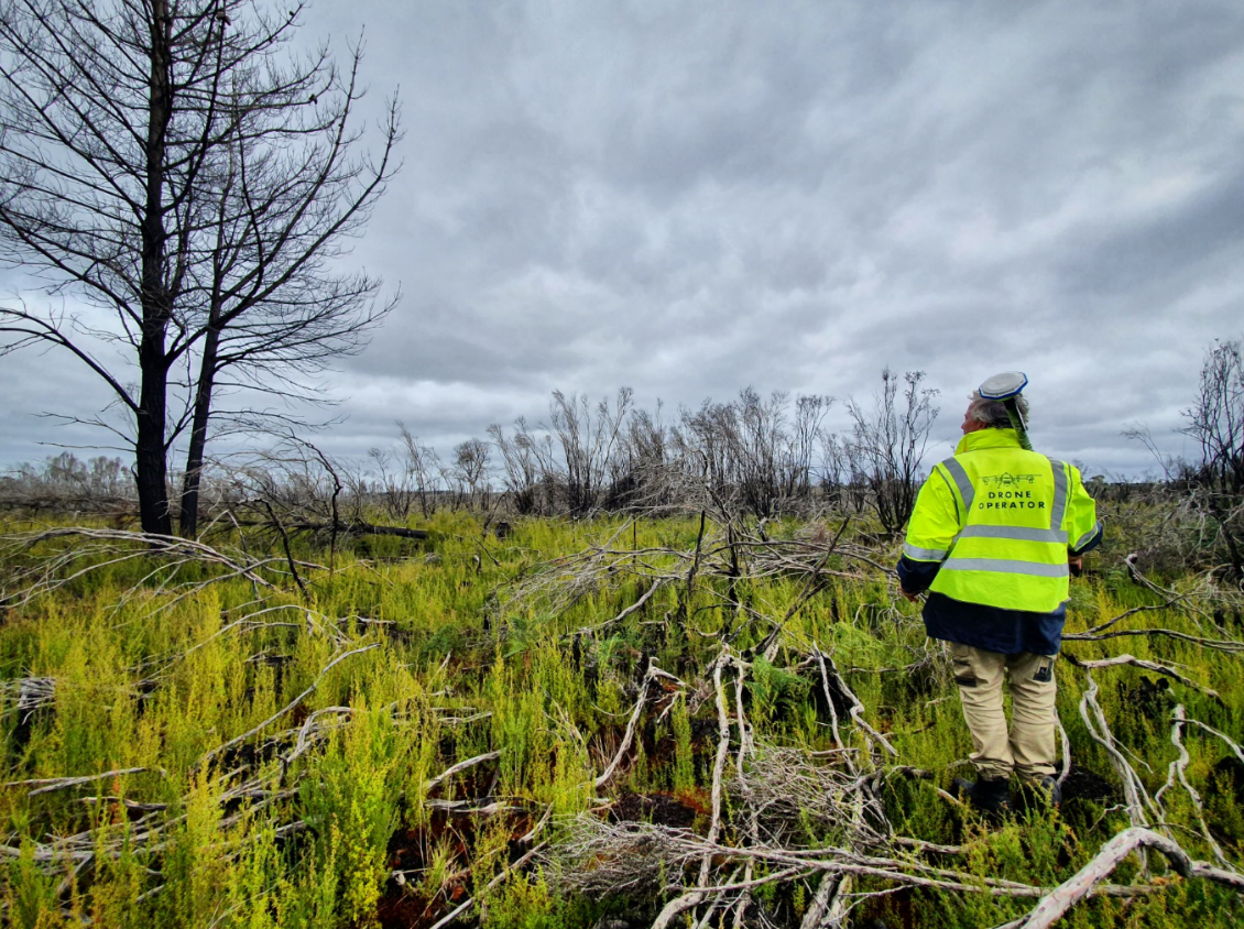 australia post-fire recovery