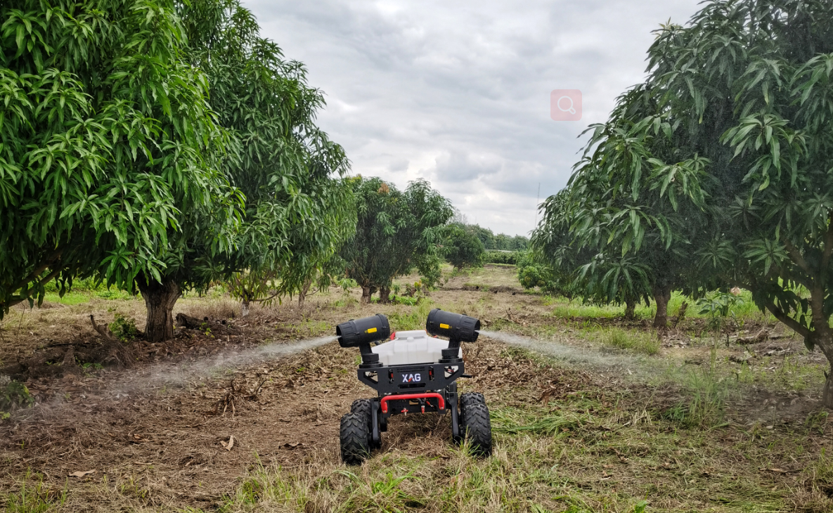 xag r150 unmanned ground vehicle conduct spray onto mango trees