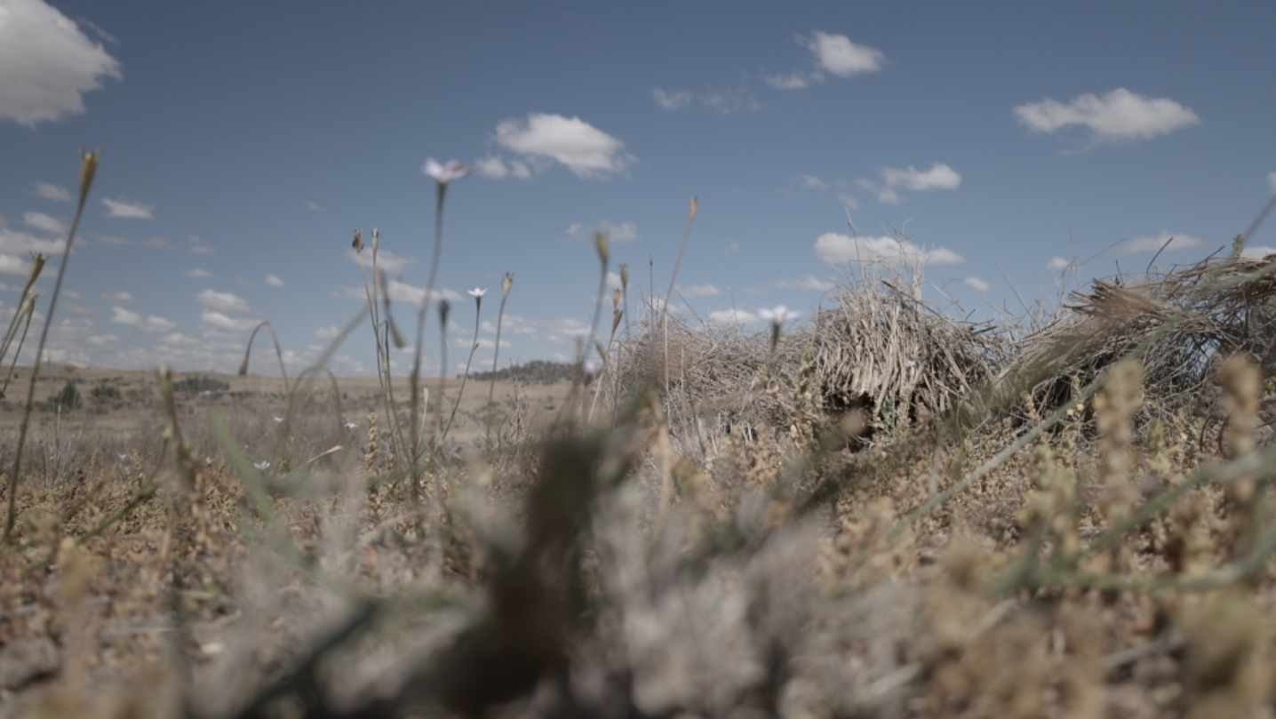 weeds could render pasture worthless