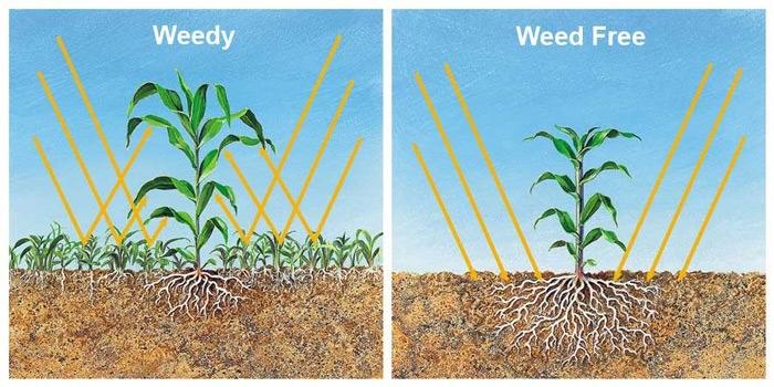 weeds compete for sunlight with crops