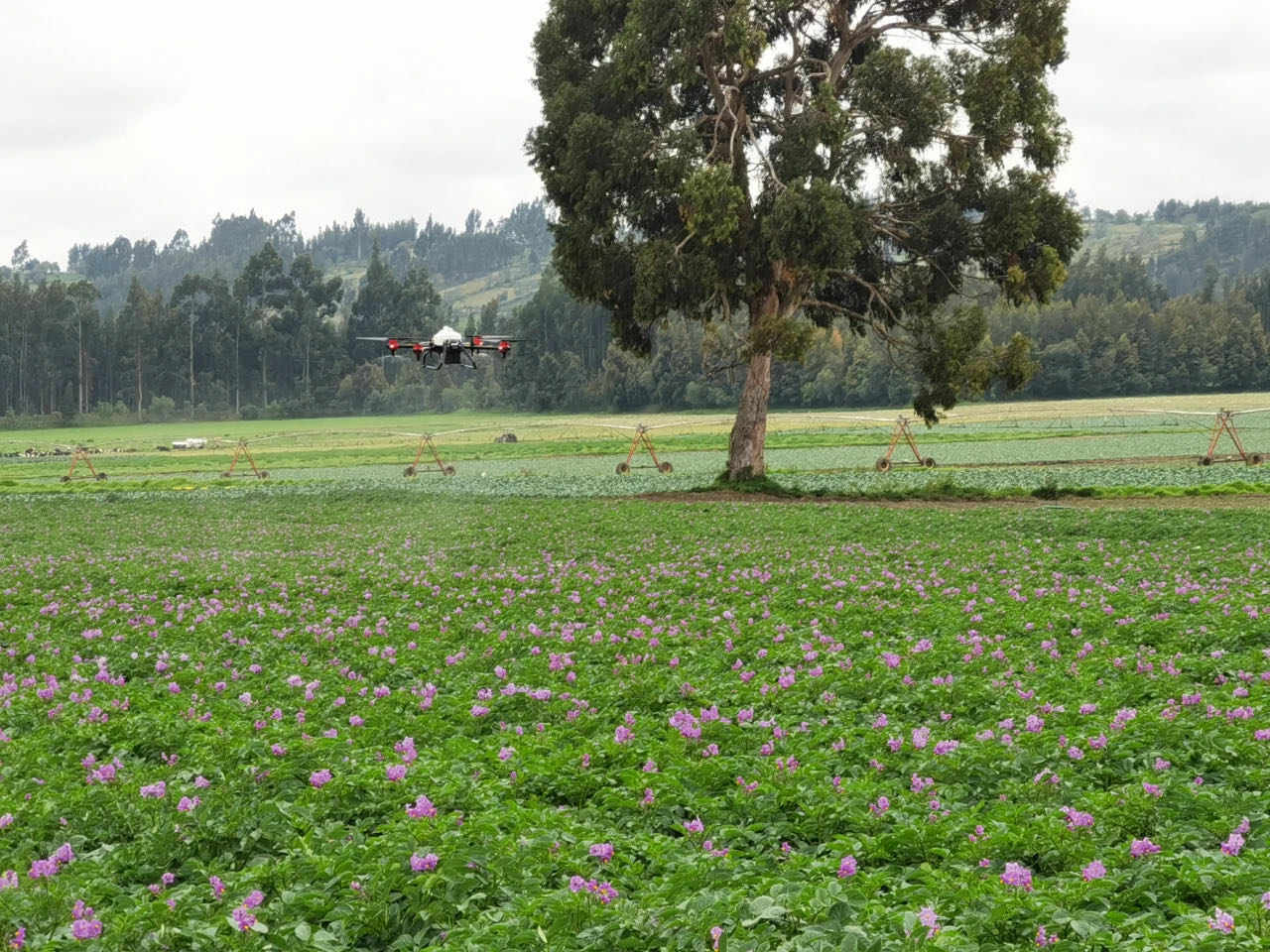 xag drone spraying on potatoes in andes vegetable base (source: megadrone sa)