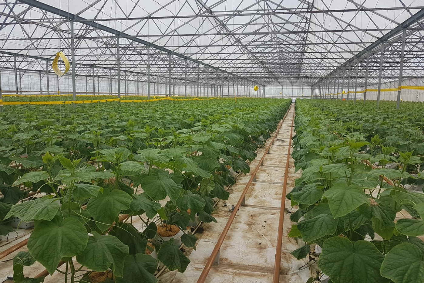 horticultural greenhouse in australia